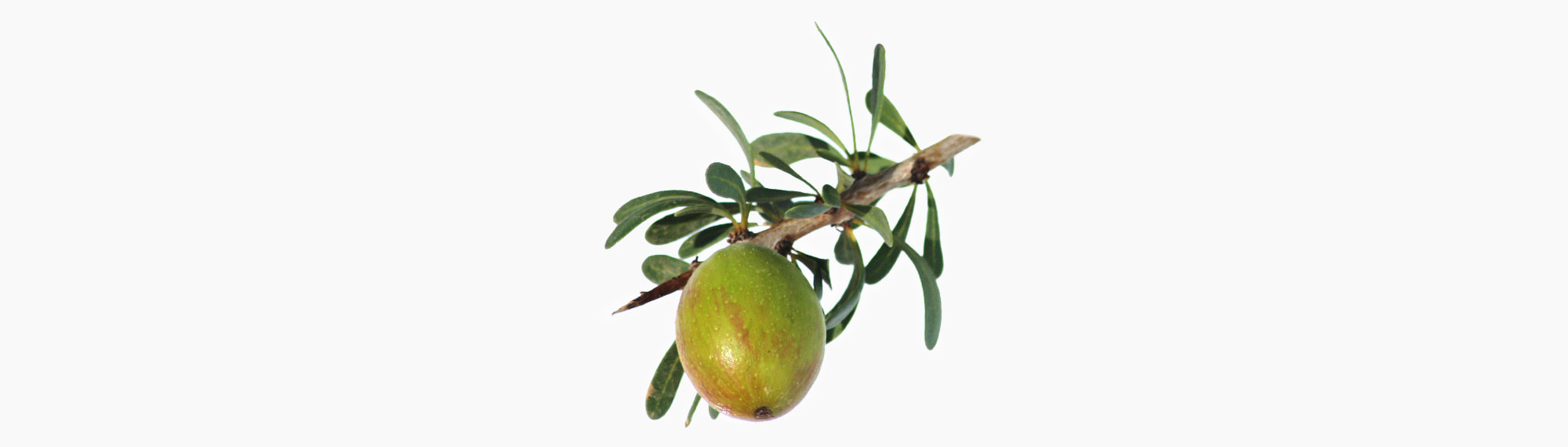 🌳︎ Argan Tree