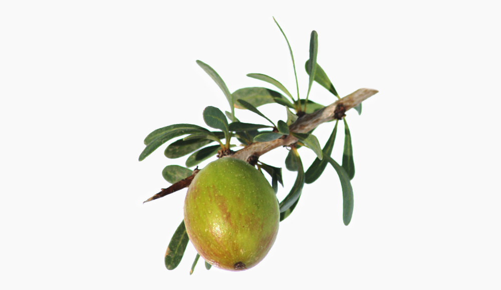🌳︎ Argan Tree