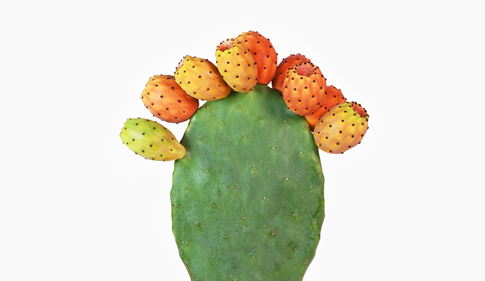 🌵︎ Prickly Pear Cactus