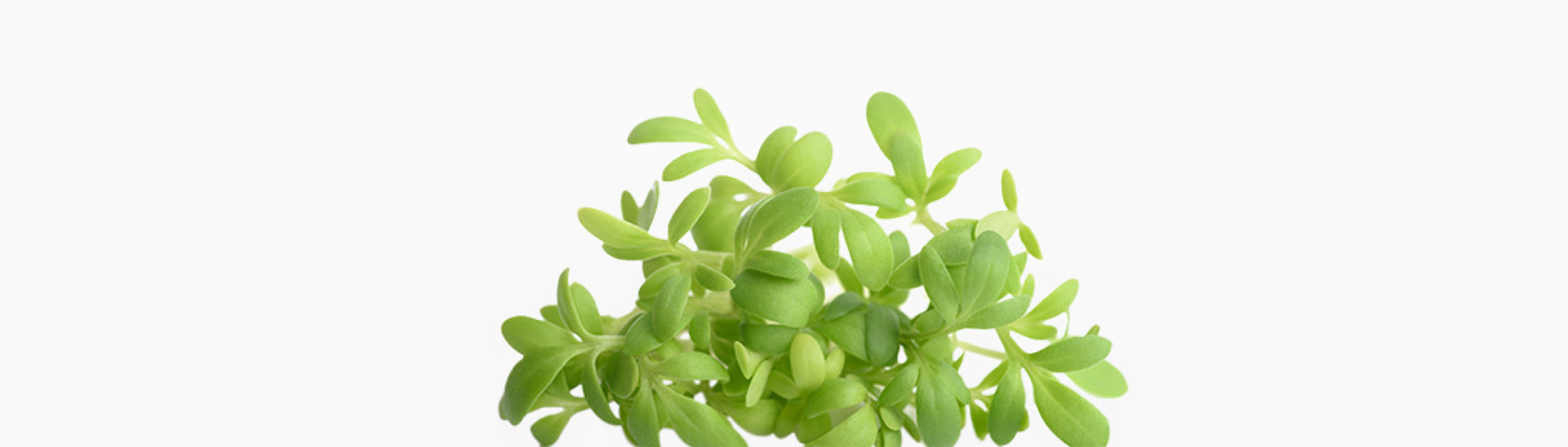 🌱 Garden Cress